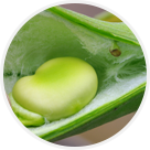 Cueillette de Fraisochamp feves