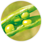 Cueillette de Fraisochamp petits-pois